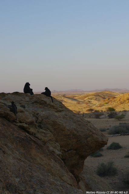 A pair of baboons rests on a sleeping cliff as the sun sets over the Tsaobis riverbed