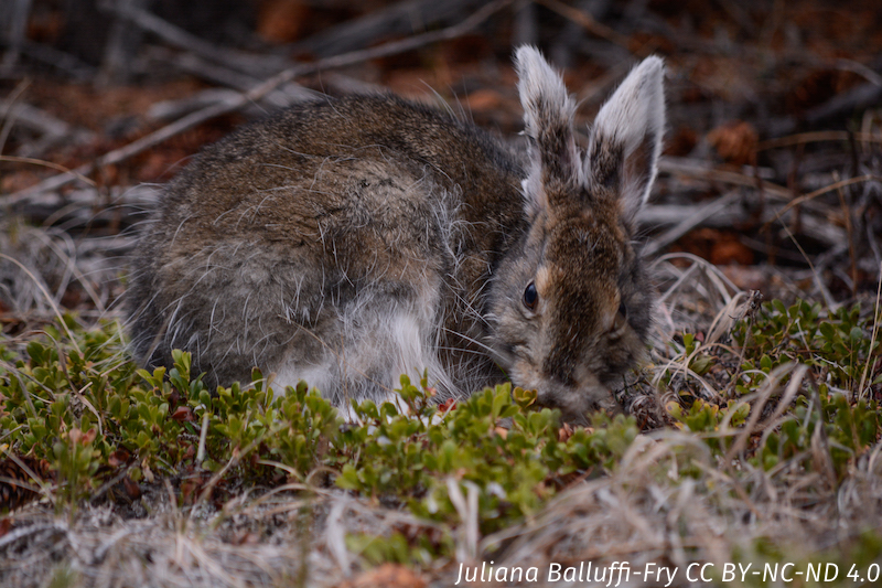 Snowshoe hare in summer coat lying on the ground. Photo credit: Juliana Balluffi-Fry (twitter: @balluffi)